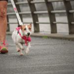 Tierna, ágil y saludable: DogRun propone un evento único para realizar actividad física junto a nuestros perros